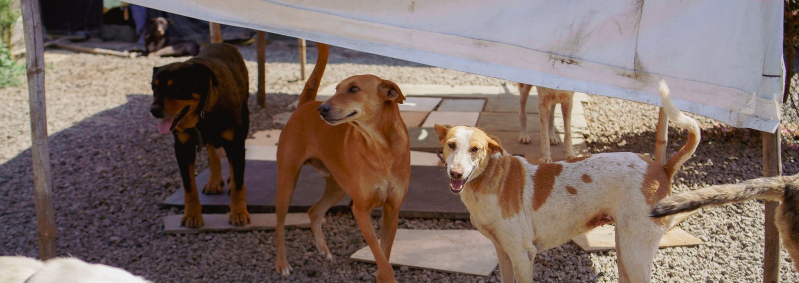 Adopt, Don’t Shop Adopt, Don’t Shop