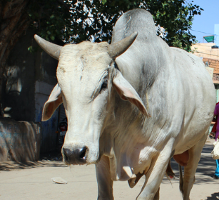 Large Animals Large Animals