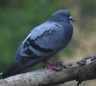 Birds <br>(Non wildlife) Birds <br>(Non wildlife)