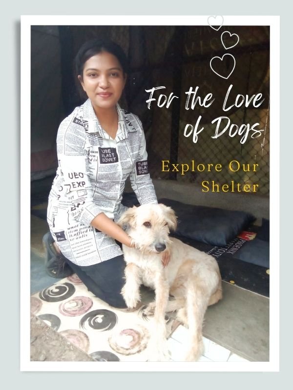 SHELTER VISITS SHELTER VISITS