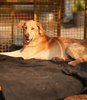 Moti Moti is a female Pomeranian abandoned by her family or got accidently separated and landed up outside a shop in NIBM , refusing to move . Noone turned up looking for her , so she is now looking for a home to call her own .