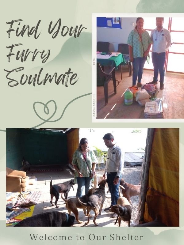 SHELTER VISITS SHELTER VISITS