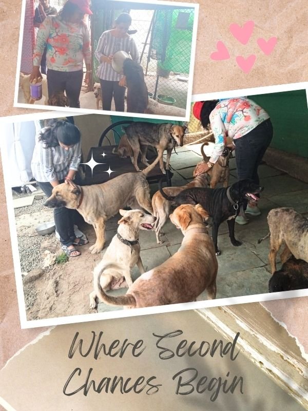 SHELTER VISITS SHELTER VISITS