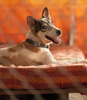 Mulshi Mulshi, named after a village near Pune, was found bleeding from one eye outside a chicken shop. The shopkeeper said he was a newcomer attacked by the local pack. After a 2-hour drive to our shelter and treatment, Mulshi now lives with us.