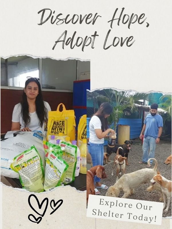 SHELTER VISITS SHELTER VISITS