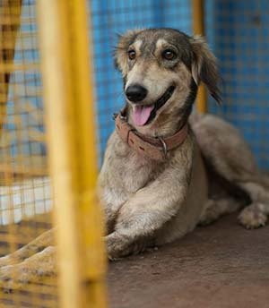 Monica Monica lived a typical 9 month old stray dog life in Baramati until her all 4 legs got crushed under a car . She was brought to us all the way from Baramati . Our Vets conducted Orthopedic surgery . With Pins & Plates in all legs , she lives in our shelter now as she can't survive on our Indian streets.