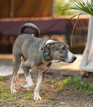 Kaliya Kaliya was rescued from an owner who had kept dogs in most awful environment alongwith garbage dumps in his own house. Most of them were closed in rooms . With the help of police , they were rescued . He now lives with us