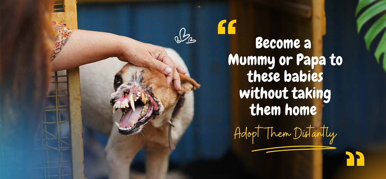 DISTANT ADOPTIONS DISTANT ADOPTIONS