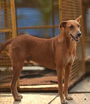 Chunnu Chunnu and his sibling Munnu were pups of a stray dog living on a college campus 300 km from Pune. After being abandoned in a forest by the principal, the mother and Munnu sadly didn’t survive. Despite our efforts, Chunnu couldn’t find a home and is now 4 years old, waiting for distant adoption and a family to call his own.
