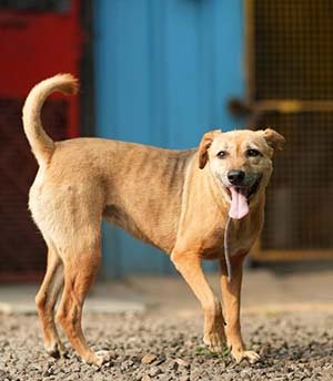 Chutki Chutki was rescued as a one month old pup suffering from severe skin disease . Her itching hairless frail little body was starved too . We nursed her back to health but noone came forward to adopt her . Our shelter is her home for the last six years .