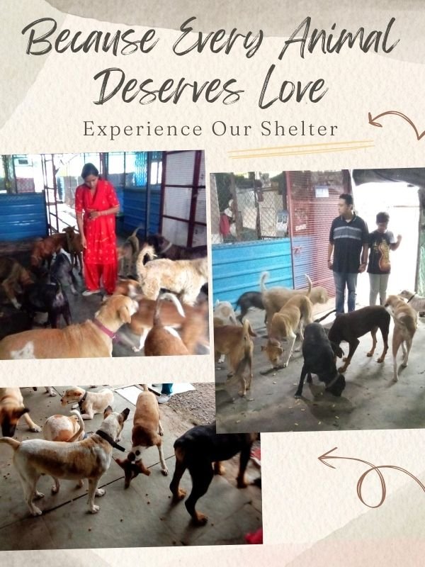 SHELTER VISITS SHELTER VISITS