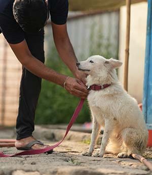 Rani Rani is a young Pomeranian who was found by Volunteers alone, abandoned on the road. She was brought to us. Rani is looking for a home that she can call her own.