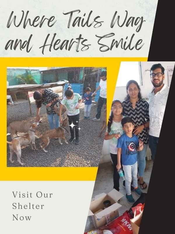 SHELTER VISITS SHELTER VISITS