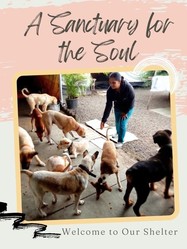 SHELTER VISITS SHELTER VISITS