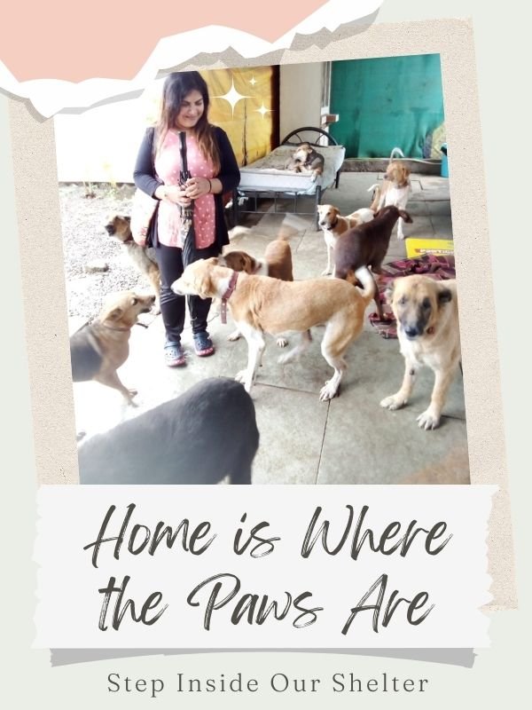 SHELTER VISITS SHELTER VISITS