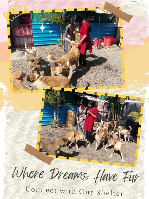 SHELTER VISITS SHELTER VISITS