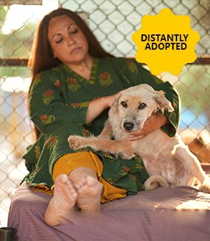 Radha Radha, a Terrier, was found in the Alandi area being chased by street dogs. Mostly Abandoned by her family, She was rescued by a few students and brought to us. She is a loner and does not mingle still , because of her scary past She is looking for a family to either Adopt or Distantly Adopt her