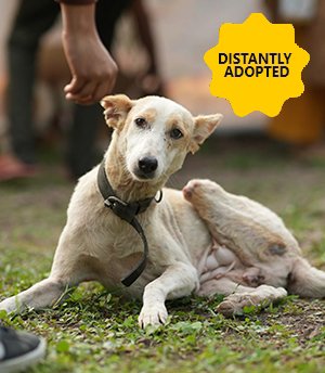 Durga Durga could not manage to run when train approached the Loni Railway lines but stepped over to the next one , but lost one leg in the accident . She now lives with us , as a Tripod girl she hops and runs over entire shelter .