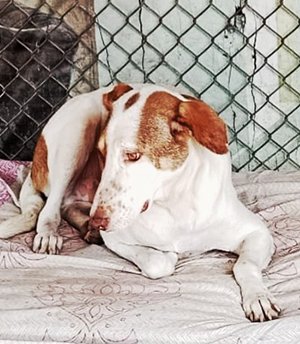 Bhola Bhola , an abandoned pet dog , was left on road by people.in a car and we're trying to speed away. Few kind.people caught them and took them.to police station..later they surrendered the dog to.our NGO