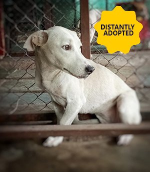 Pari Pari, is not able to come out of the horrific past and often get seizures during sleep as if remembering the cruel past which she went through at the hands of her owners. She still hides in any corner in the shelter and refuses to mingle . A loner still !